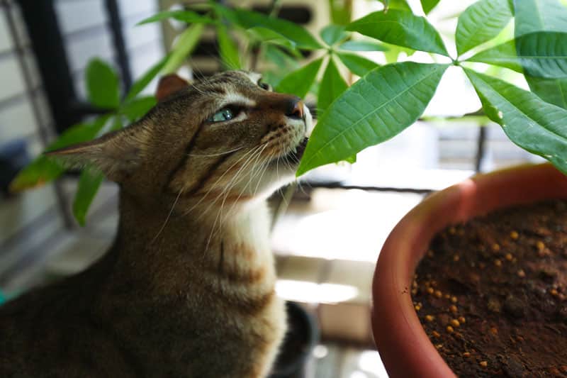 30 Plantes Toxiques Pour Les Chats Et Dangeureuses Pour Leur Sante