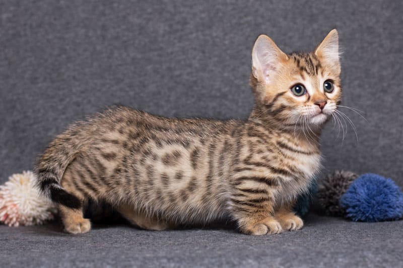 Munchkin : découvrez l'un des plus petits chats de race domestique
