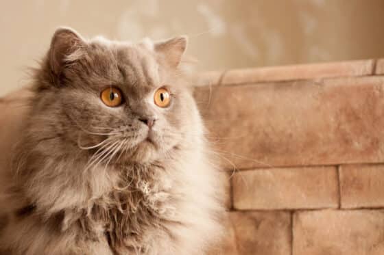 British Longhair : un chat tout en rondeur au caractère tendre