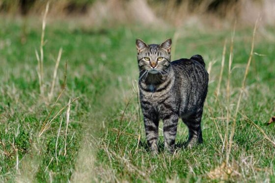 Manx : tout savoir sur le chat sans queue, originaire de l’Île de Man