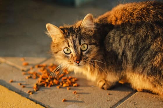 Les aliments dangereux et non recommandés pour les chats