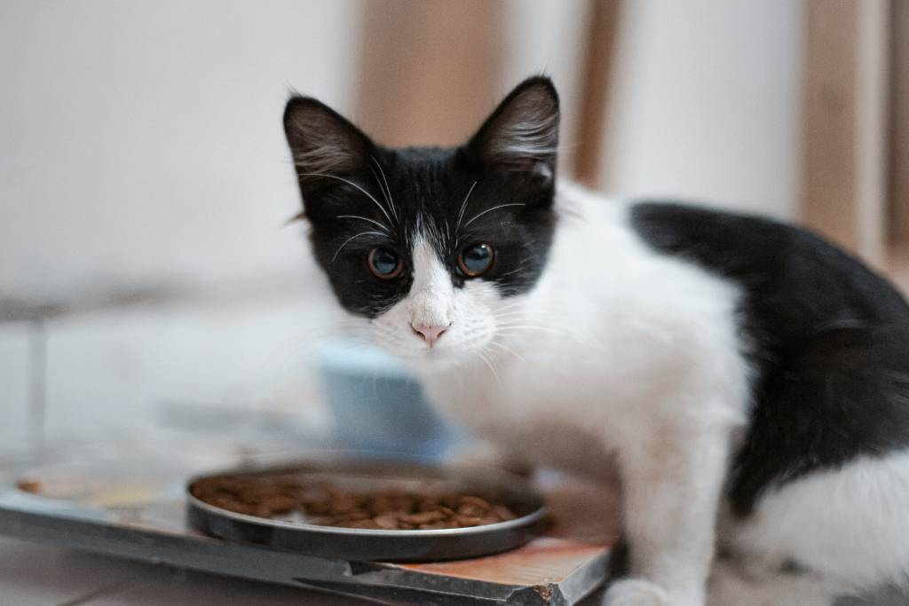 Croquettes pour chat
